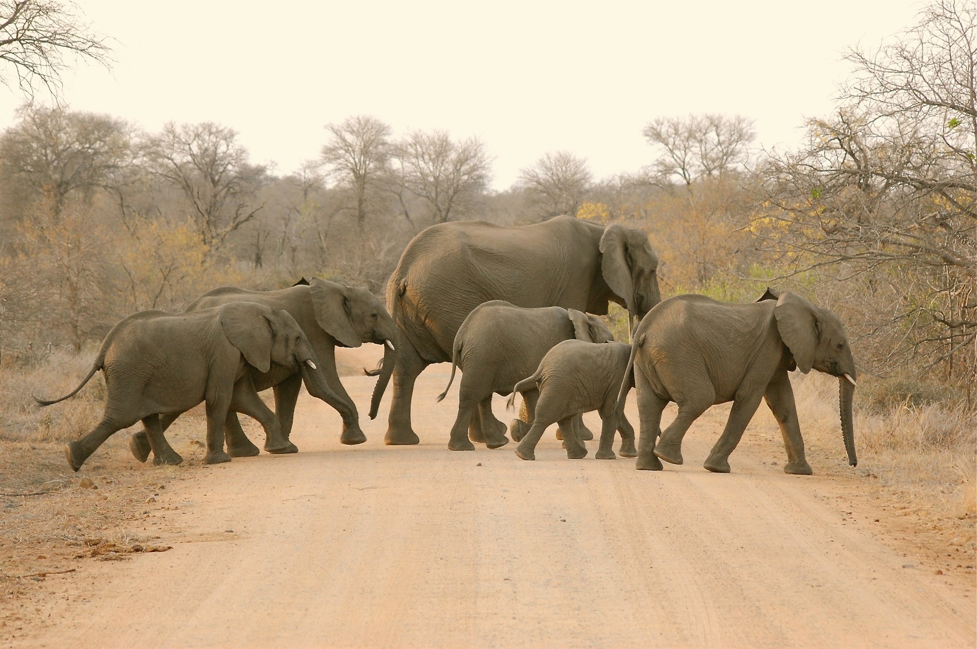 Experience elephant herds roam across Safari landscapes.
