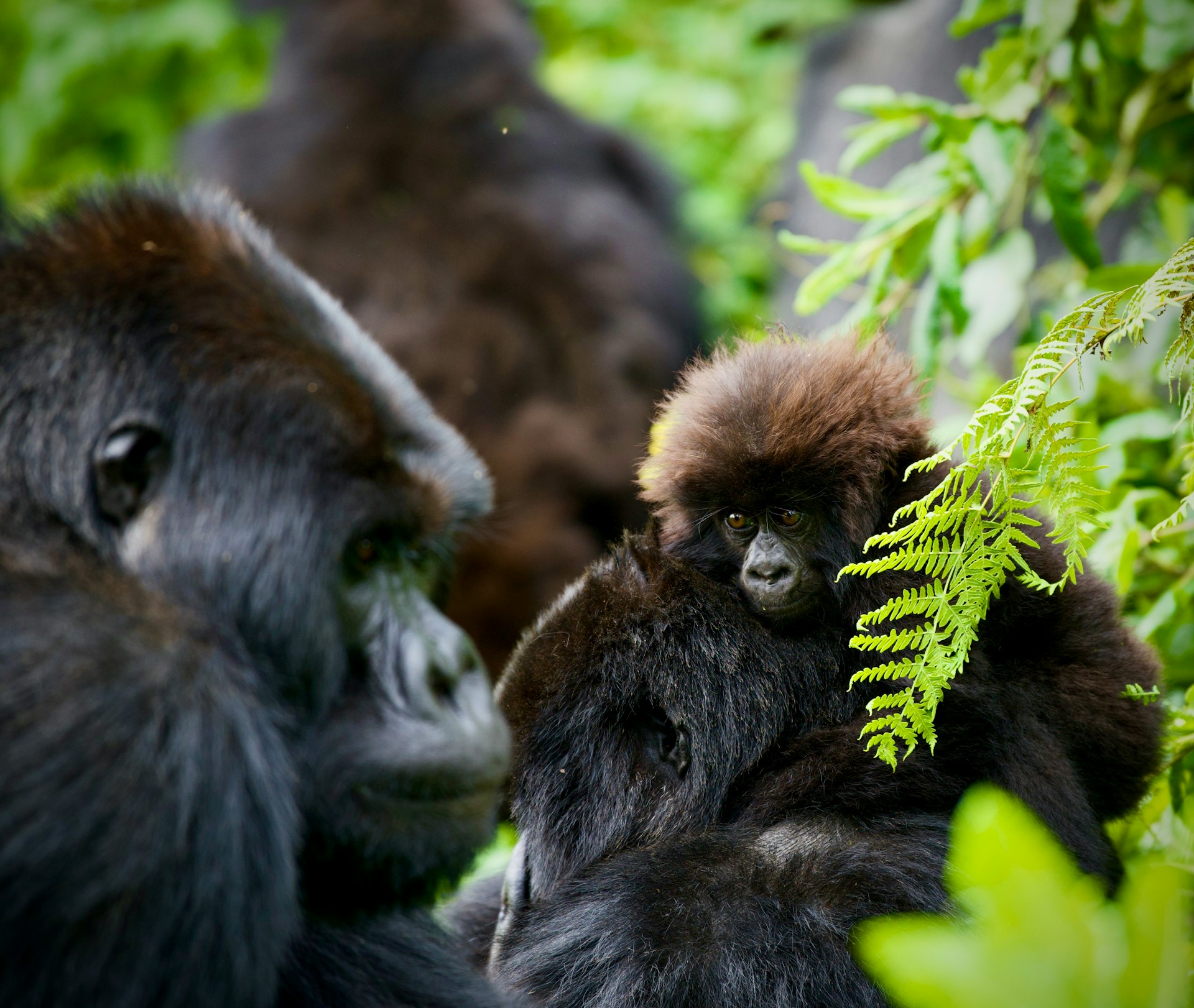 Meet Bwindi’s gentle giants in a rare, intimate encounter.